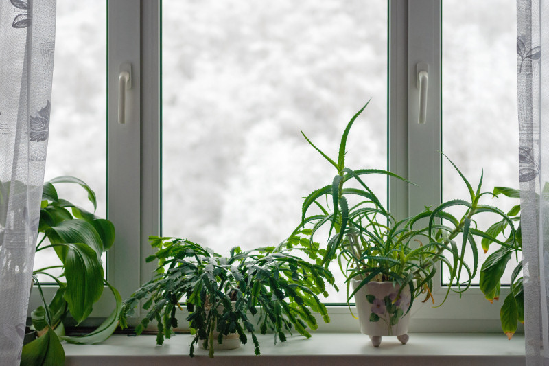 Let us take the guesswork out of your winter thermostat settings. Your houseplants will thank you!
